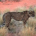 Gepard