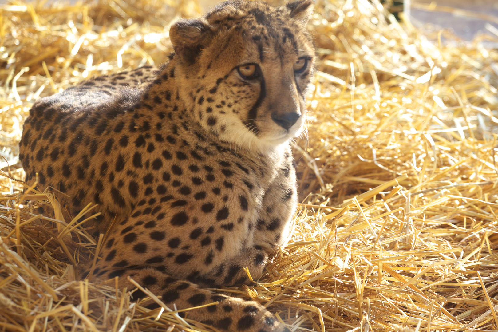 Gepard