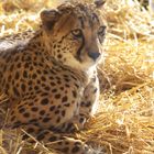 Gepard