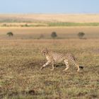 Gepard (1/2 Mbili Bora)