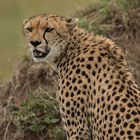 Gepard