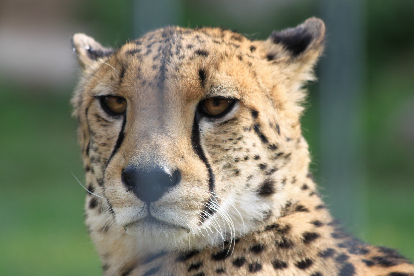 Gepard