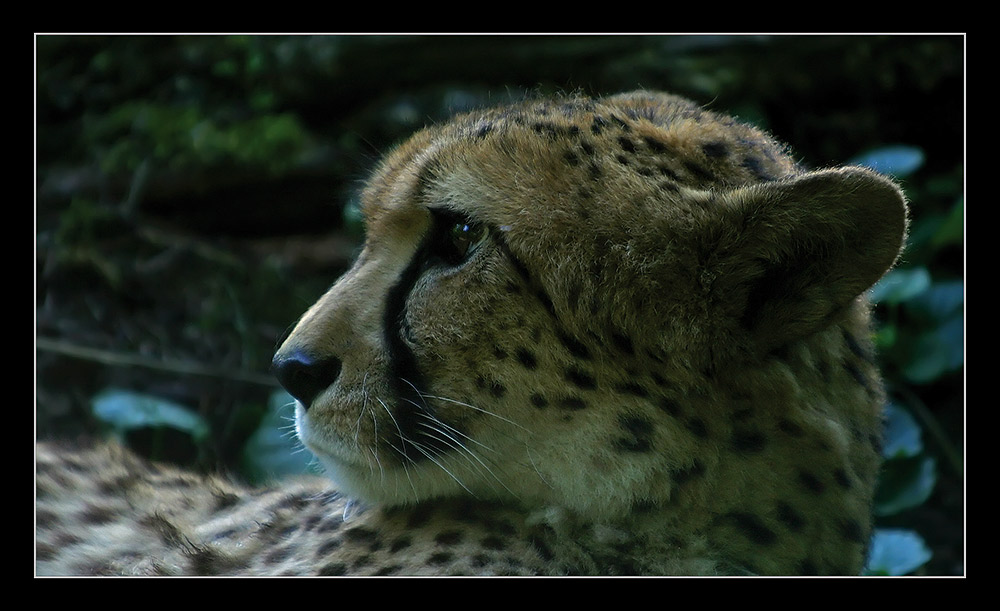 Gepard