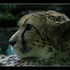 Gepard