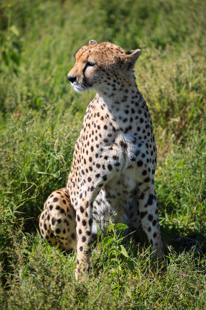 Gepard