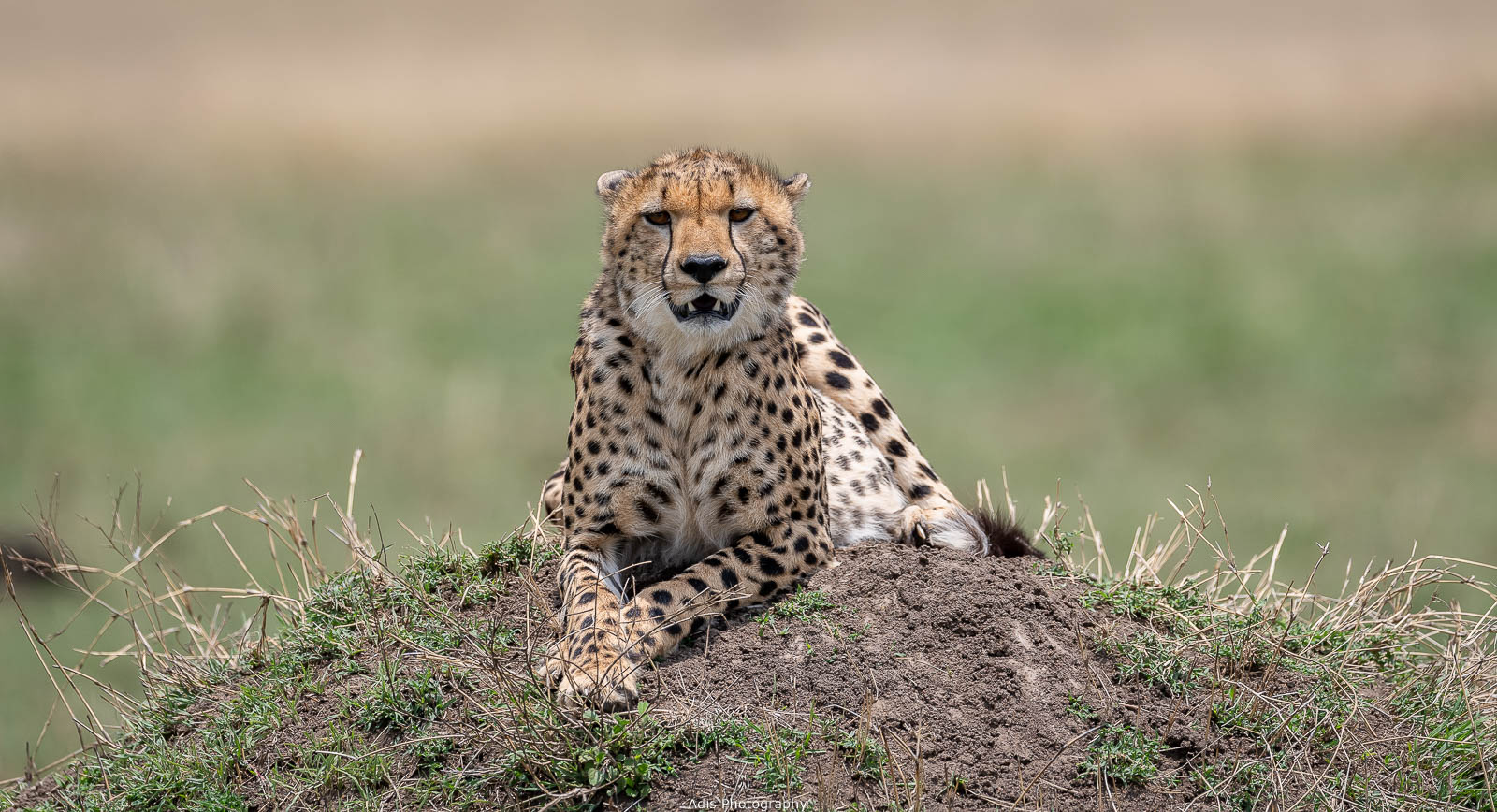 Gepard 