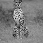 Gepard.