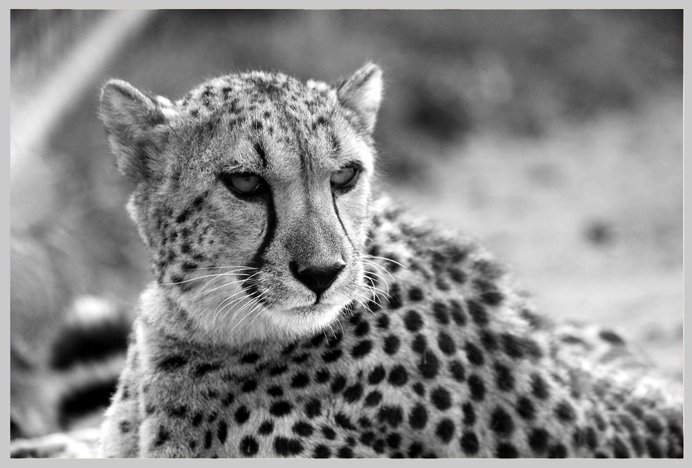 Gepard