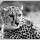 Gepard