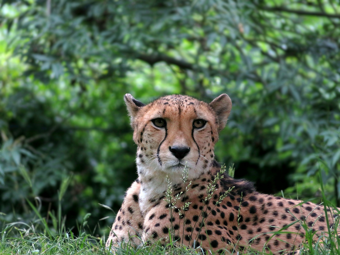 Gepard