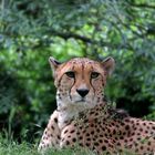 Gepard