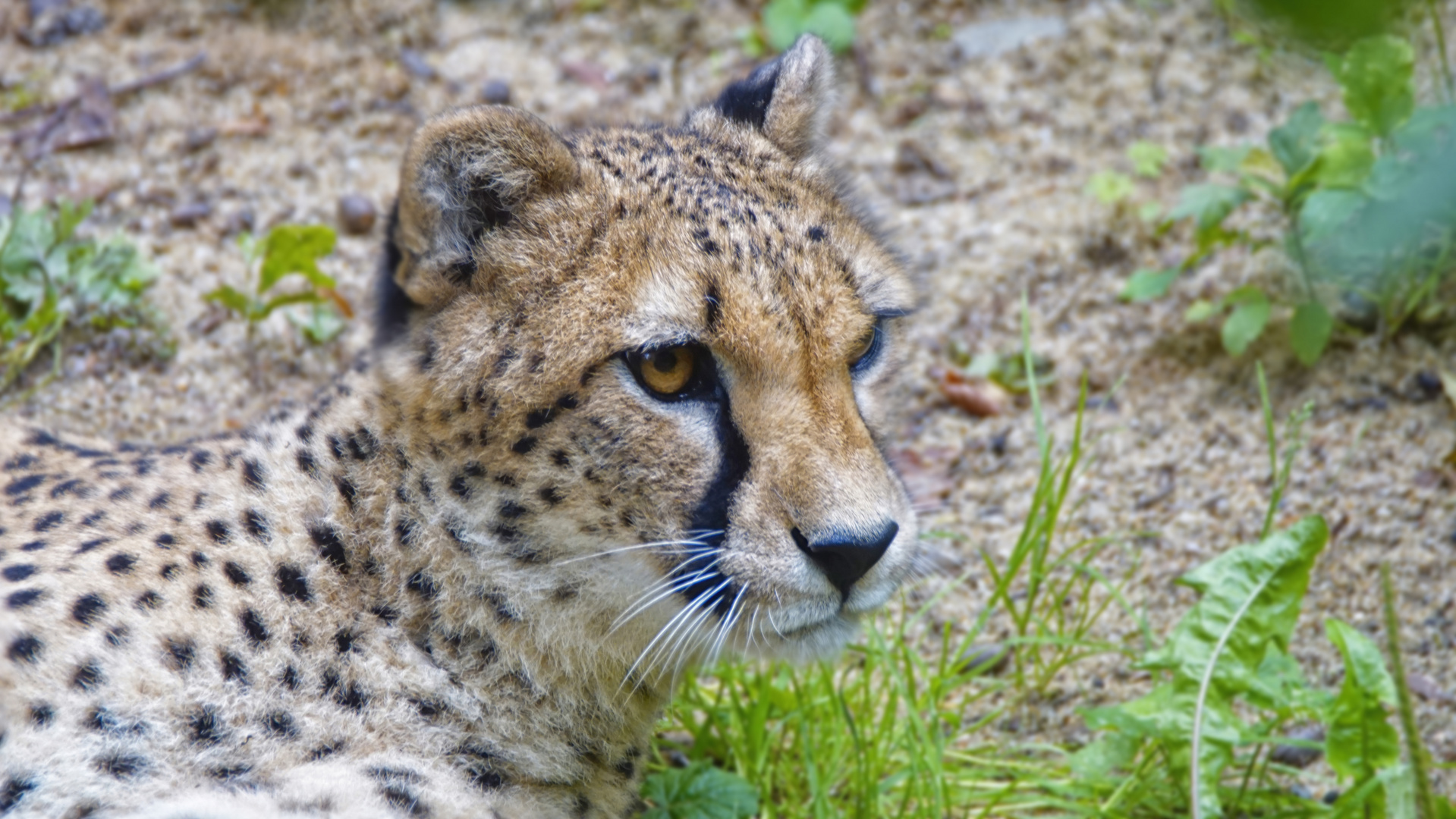 Gepard