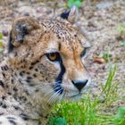 Gepard