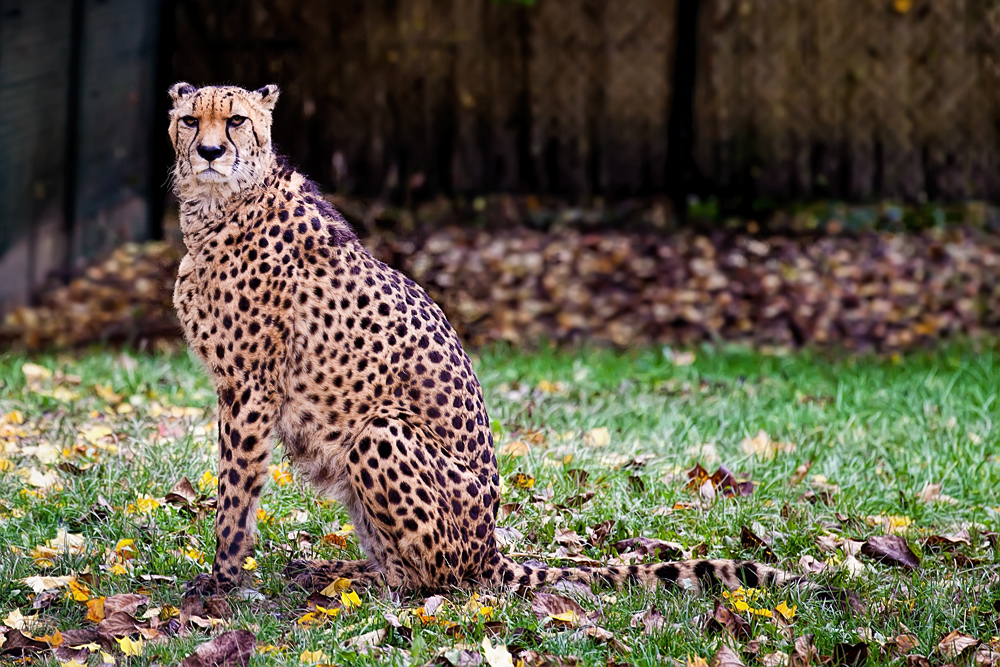 Gepard