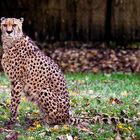 Gepard