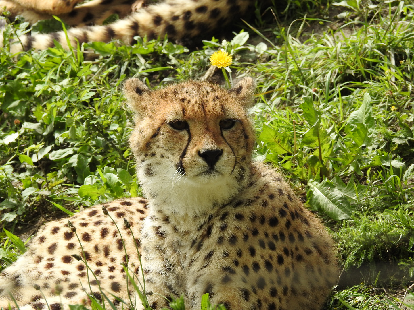 Gepard