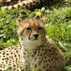 Gepard