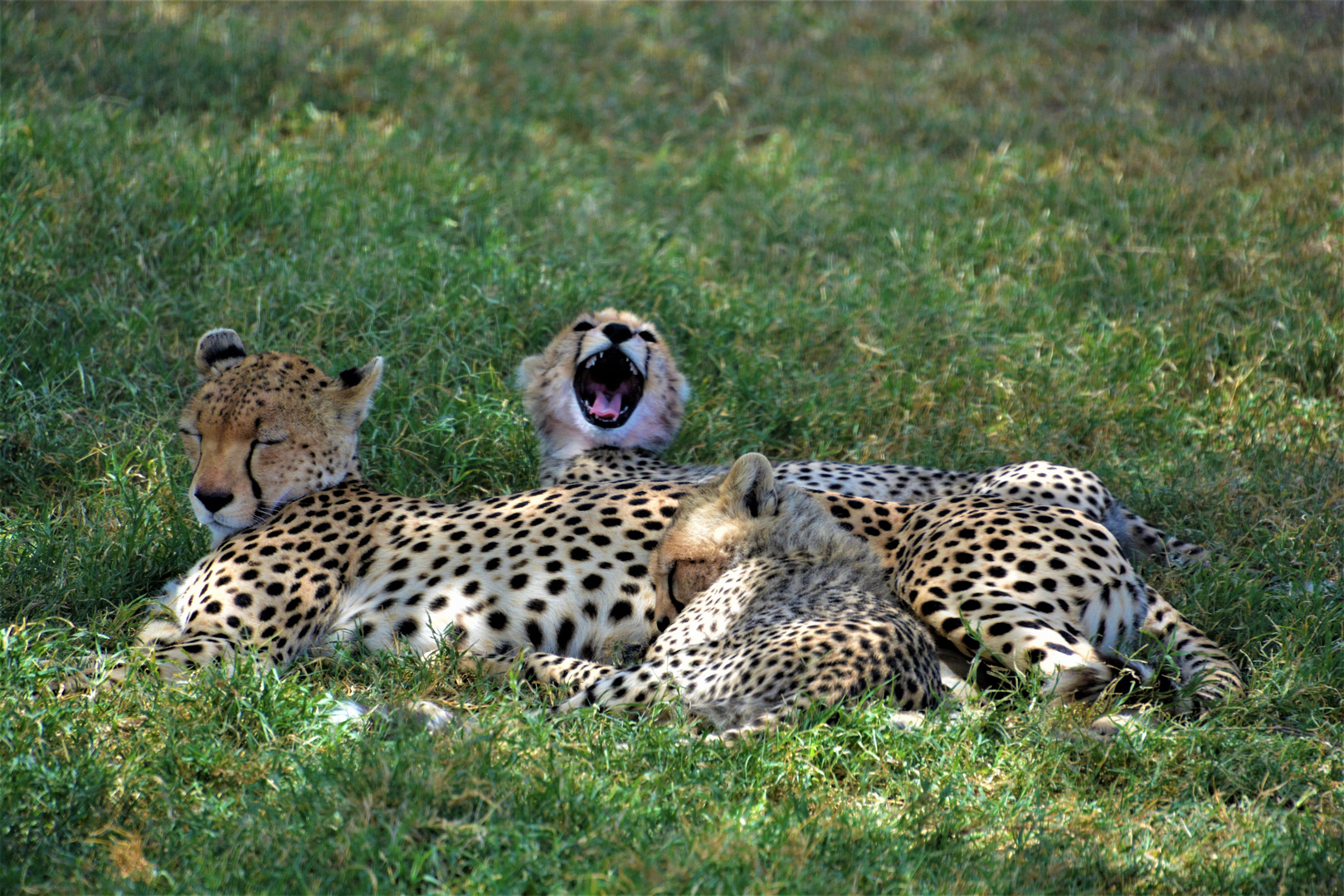 Gepard