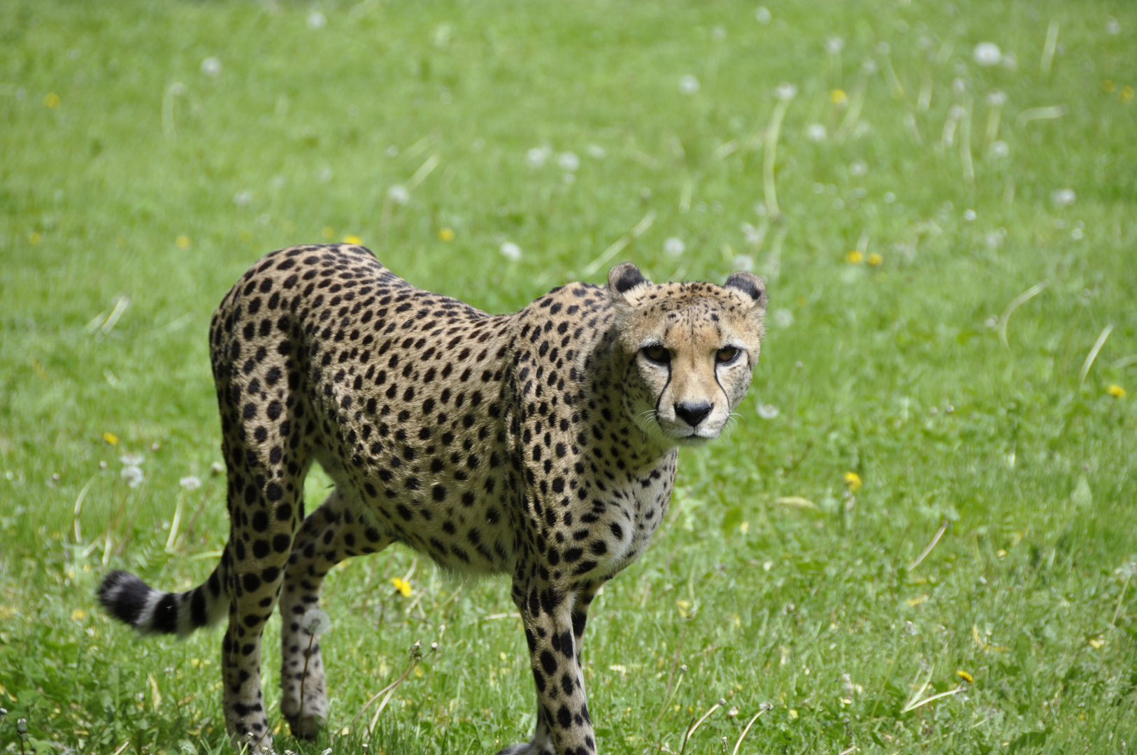 Gepard