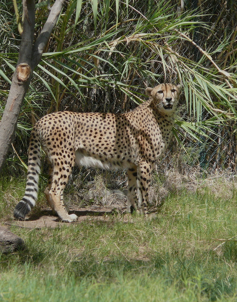 Gepard