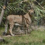 Gepard