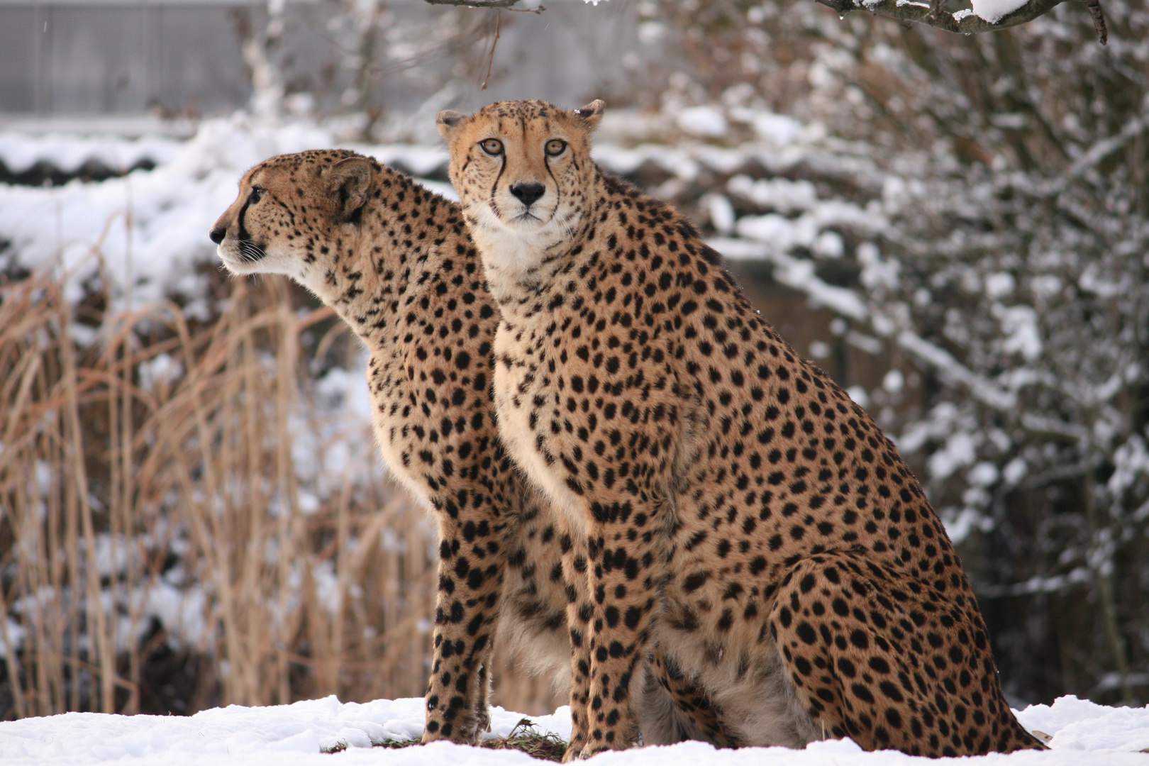 Gepard