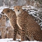 Gepard