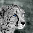 Gepard