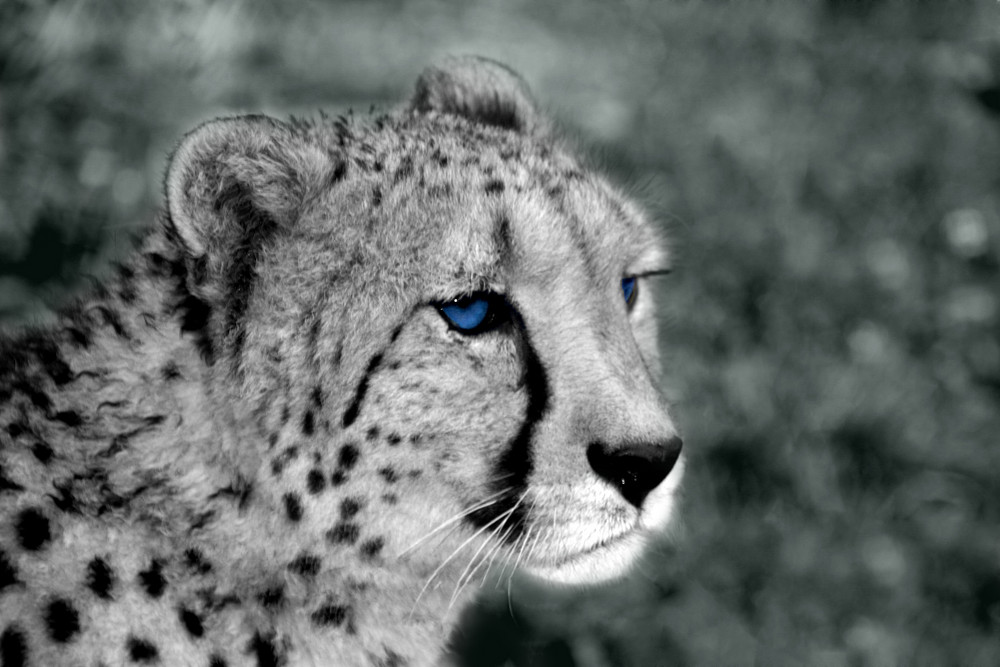 Gepard Foto Bild Natur Tiere Youth Bilder Auf Fotocommunity