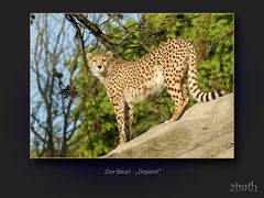 Gepard