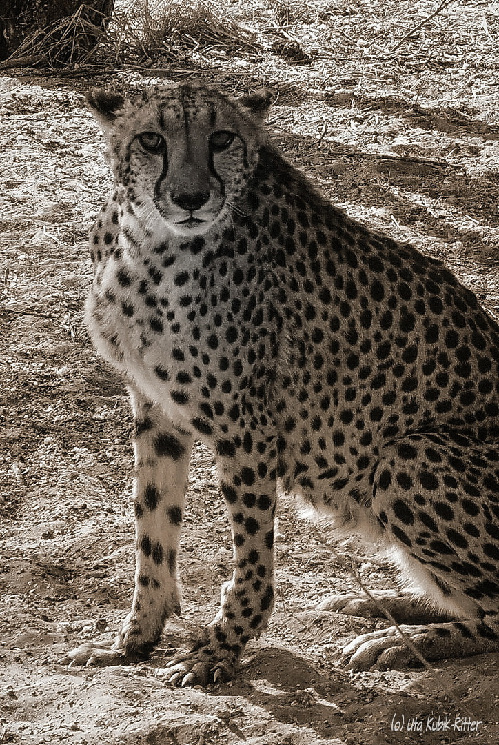 Gepard