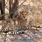 Gepard