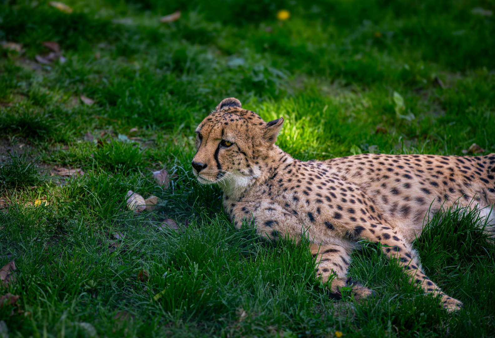 Gepard 