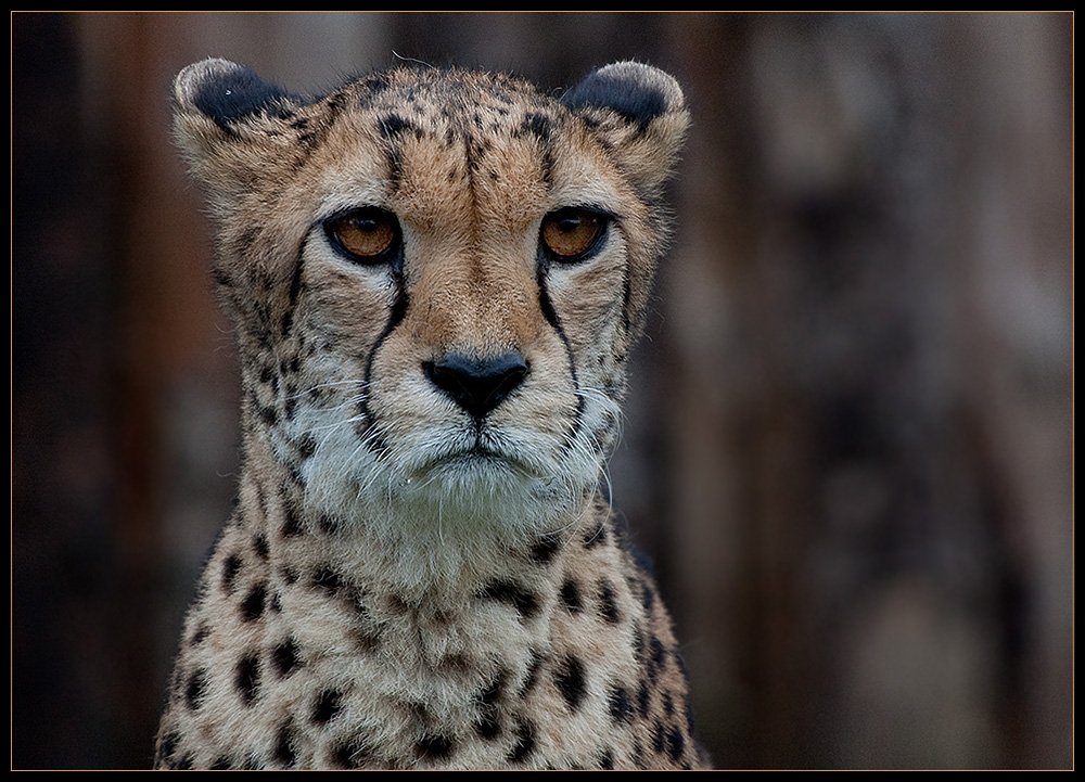 Gepard