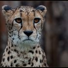 Gepard