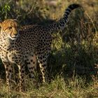 Gepard