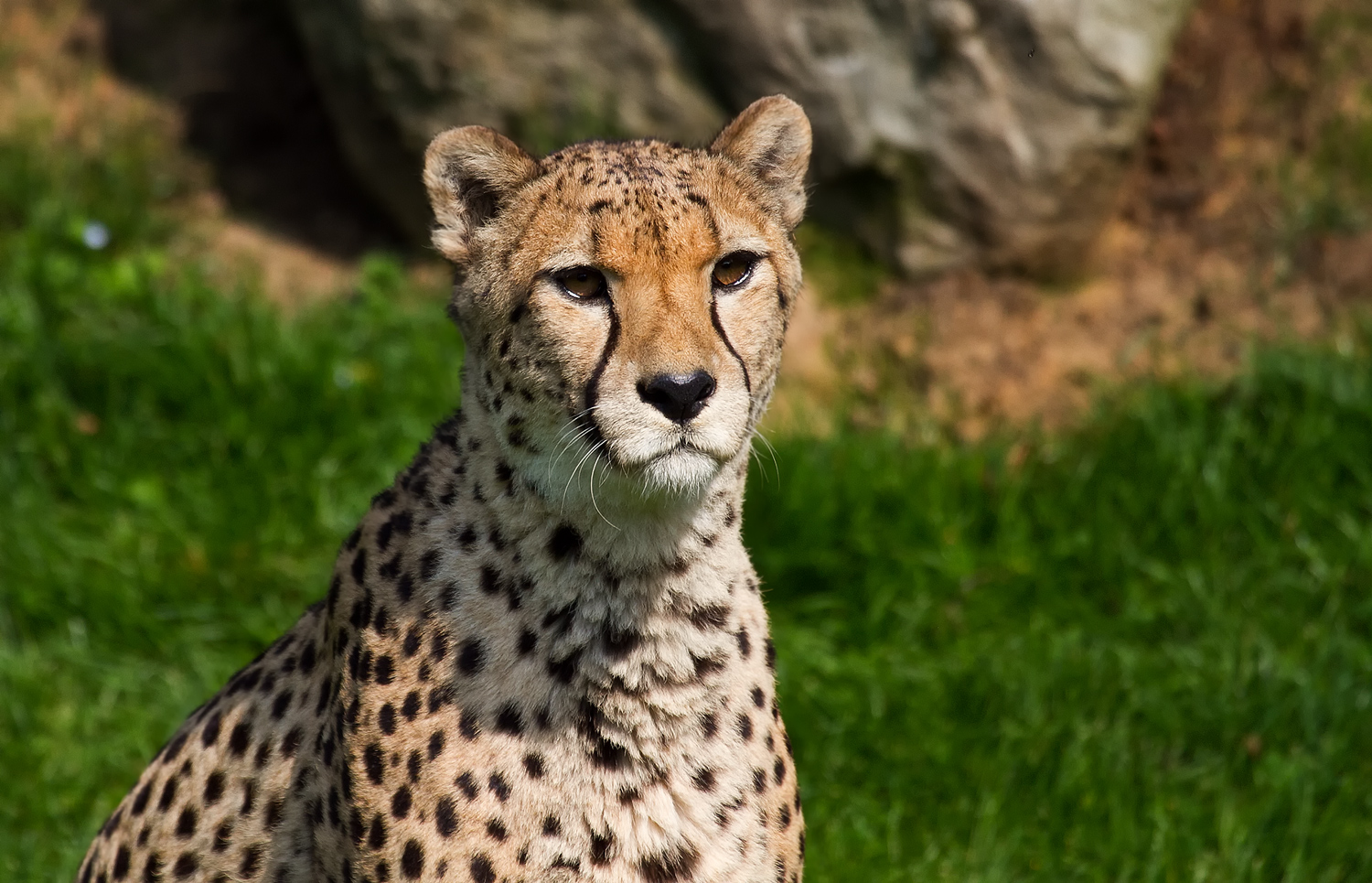 Gepard