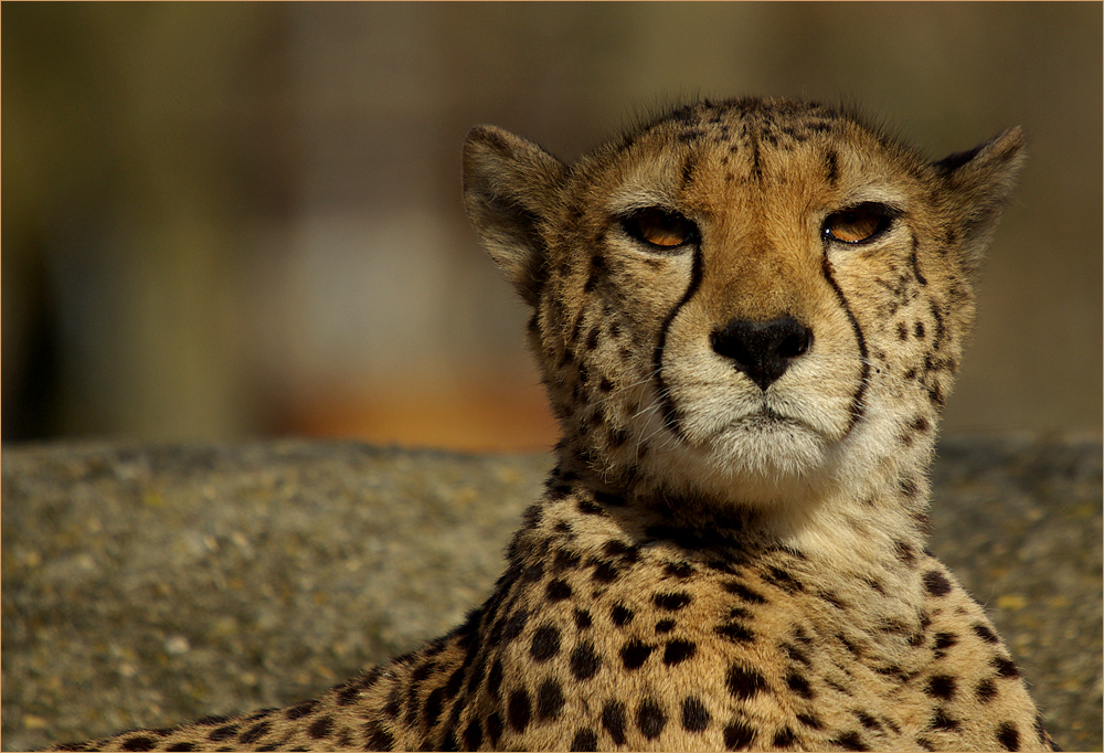 Gepard.....