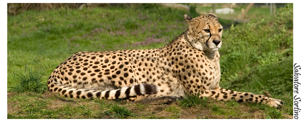 Gepard