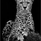 Gepard