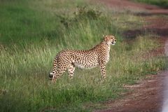 Gepard 2