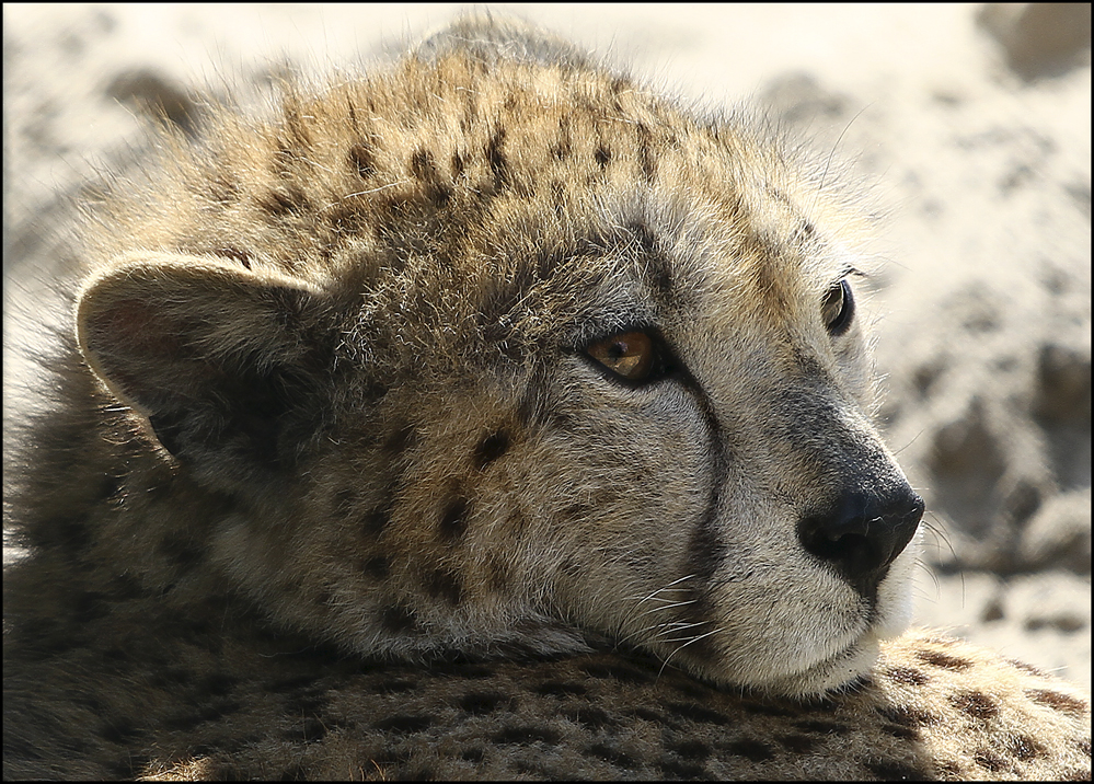 Gepard 2