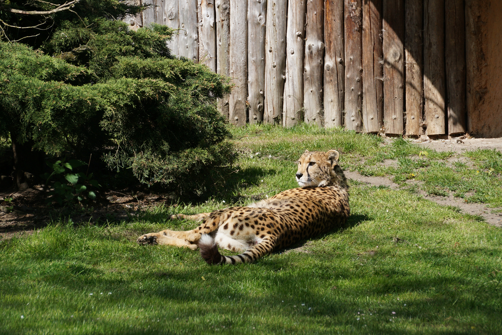 Gepard (2)