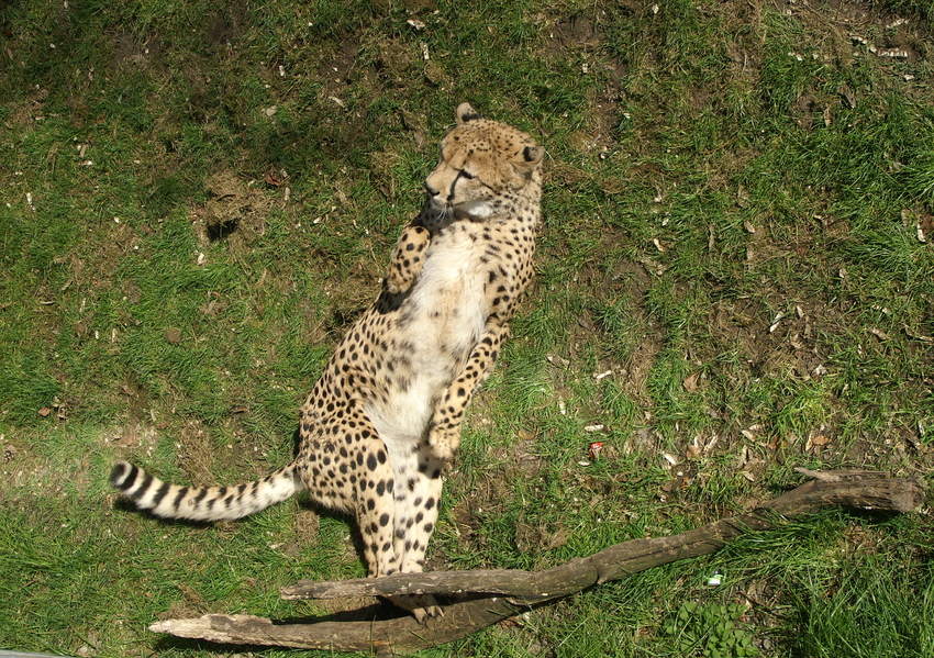 Gepard 2 ....