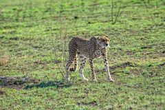 Gepard 2