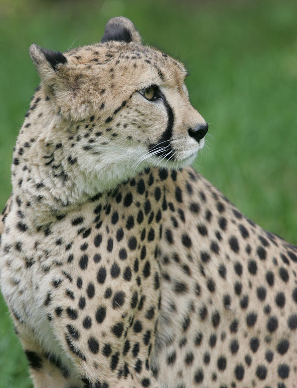 Gepard 2