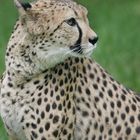 Gepard 2