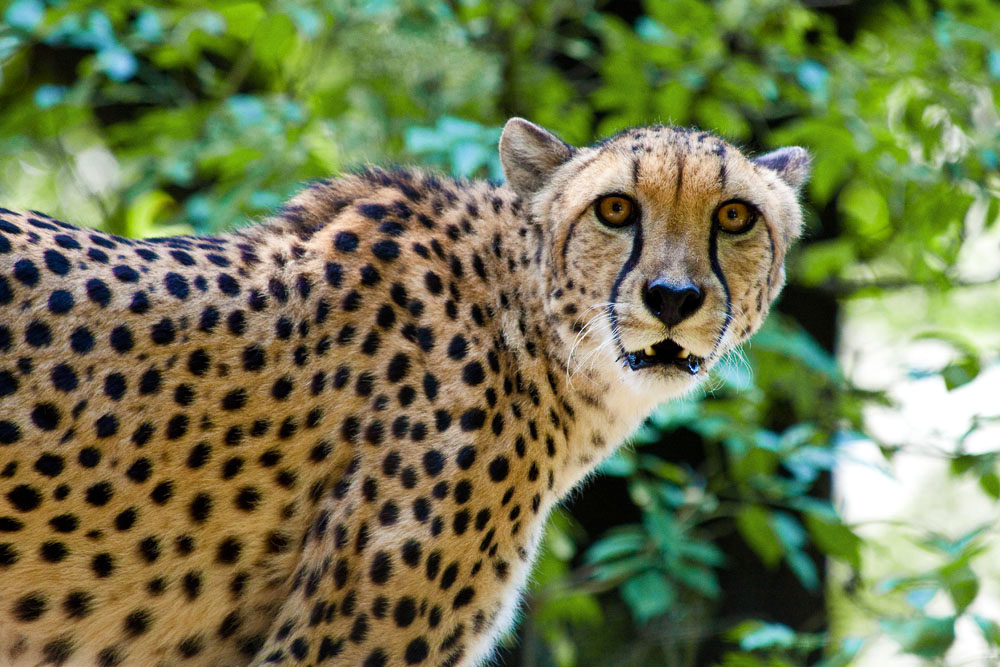 Gepard 2