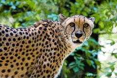 Gepard 2