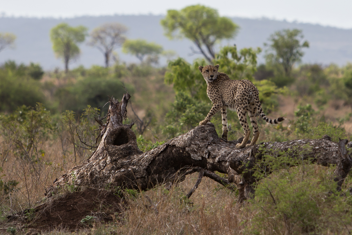 Gepard 2